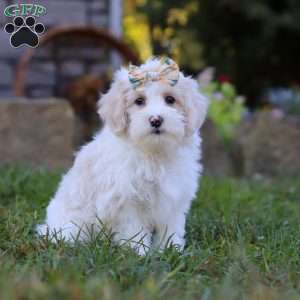 Willow, Maltipoo Puppy